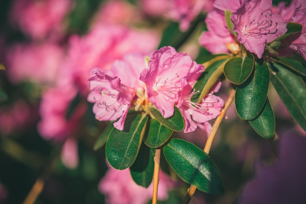 pink flower in tilt shift lens