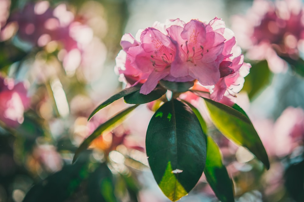 pink flower with green leaves