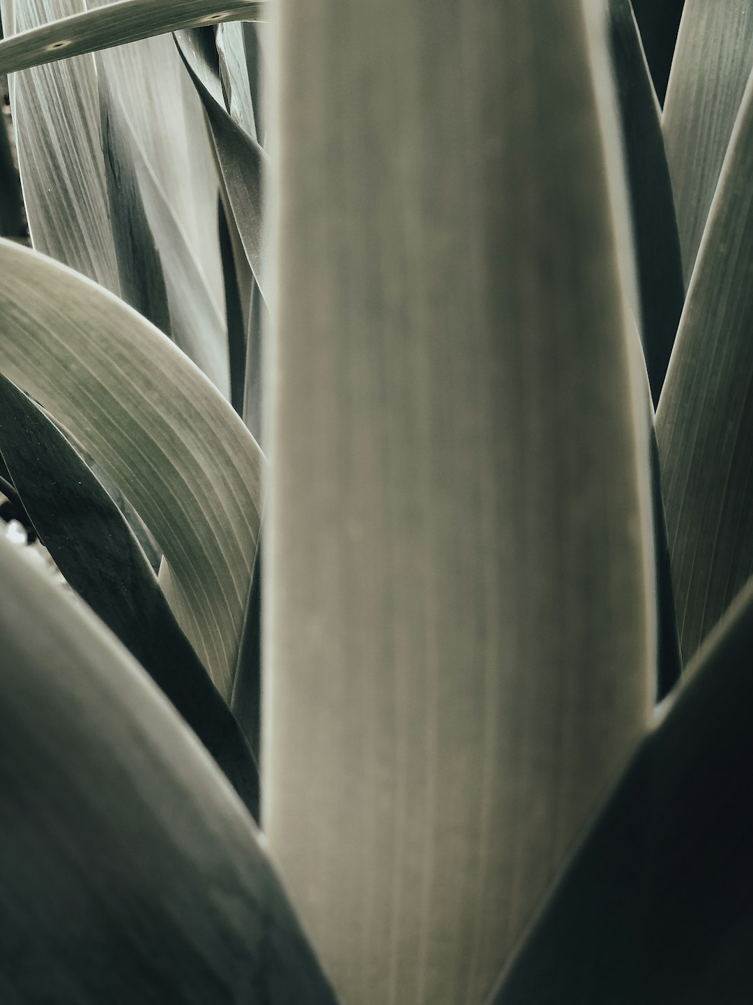 green banana leaves in close up photography