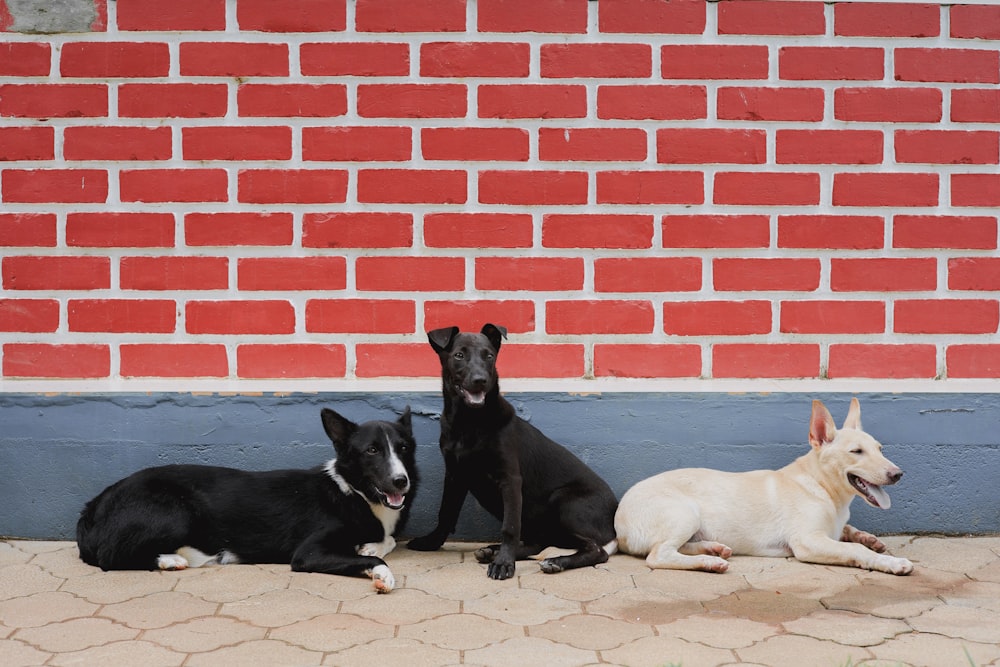schwarz-weiße Hunde mit kurzen Zügen