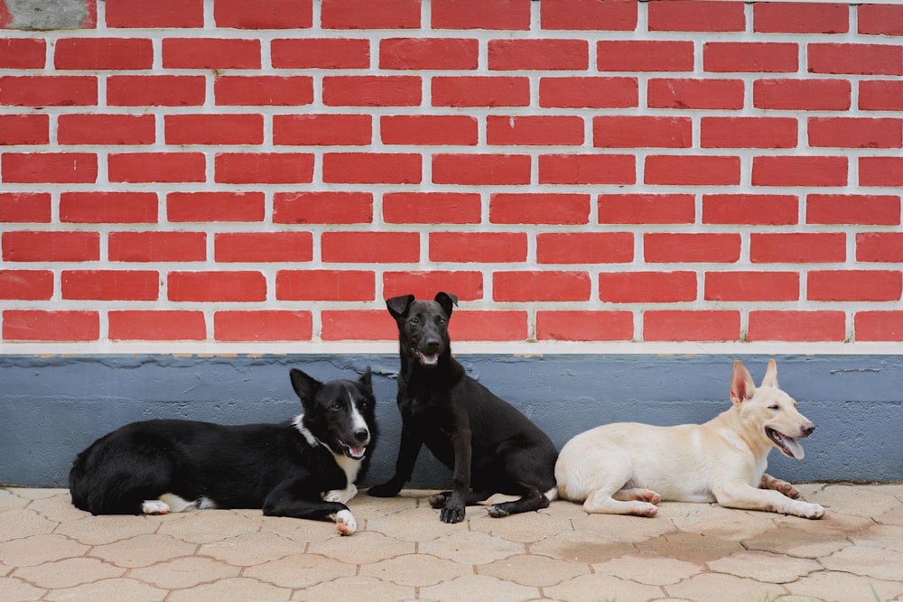 black and white short coated dogs