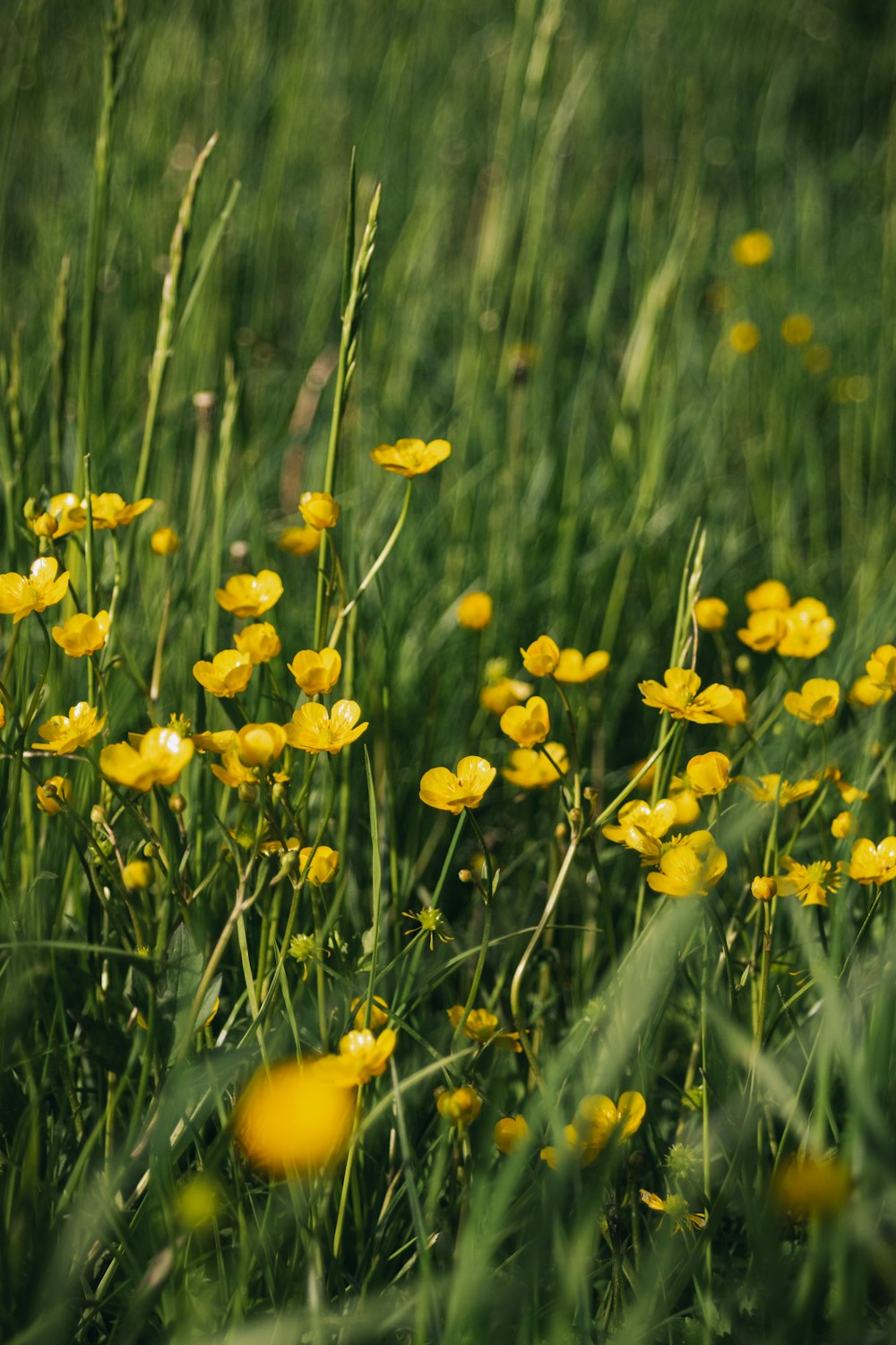 yellow daffodils in bloom during daytime