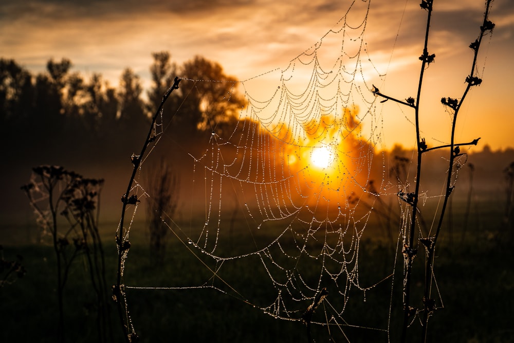 spider web on brown plant during sunset
