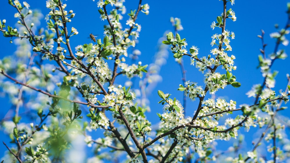 green leaf tree under blue sky during daytime