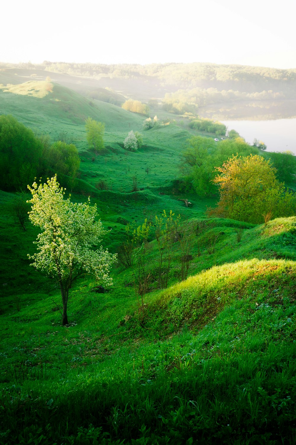 campo de grama verde e árvores durante o dia