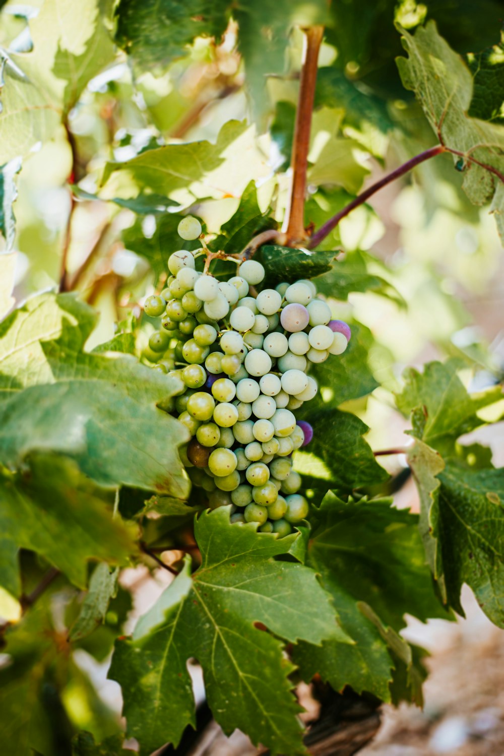 green grapes on tree branch