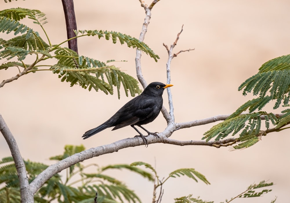Pájaro negro en la rama del árbol durante el día