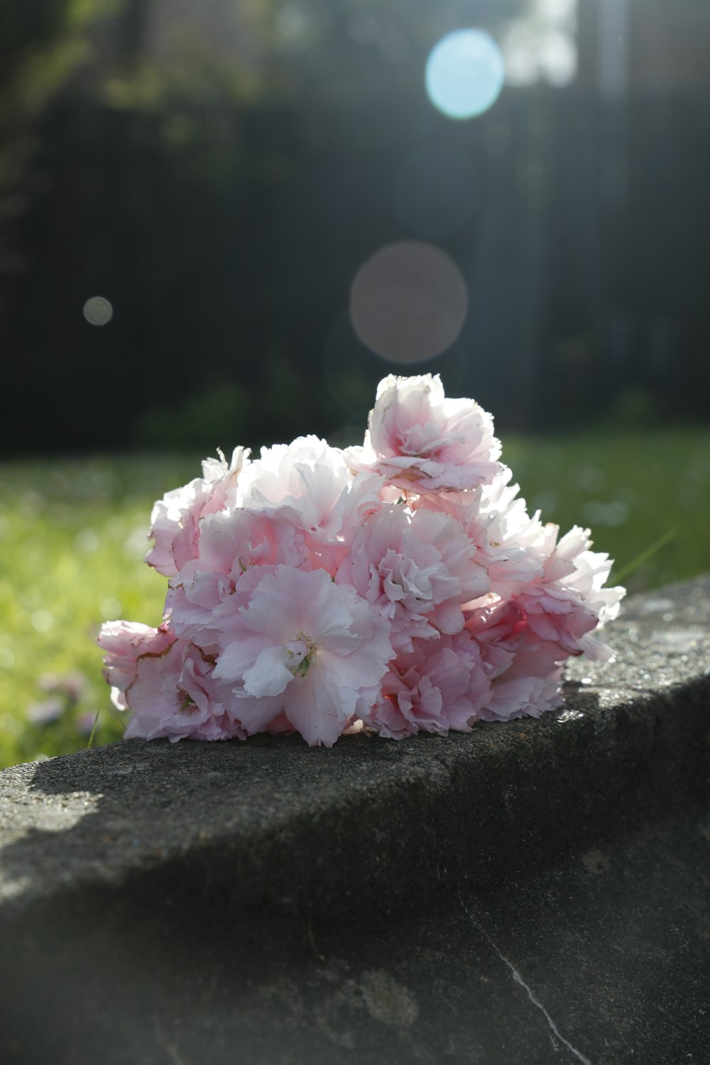 pink and white flowers on black concrete surface