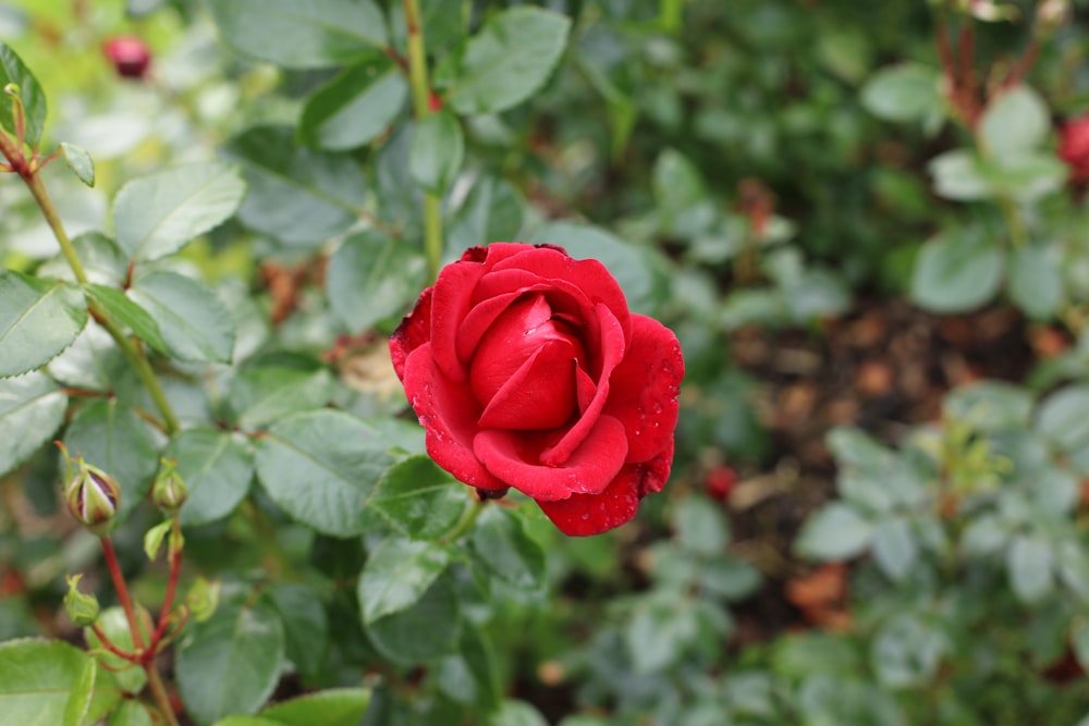 red rose in bloom during daytime