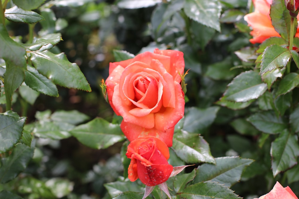 Rosa rossa in fiore durante il giorno