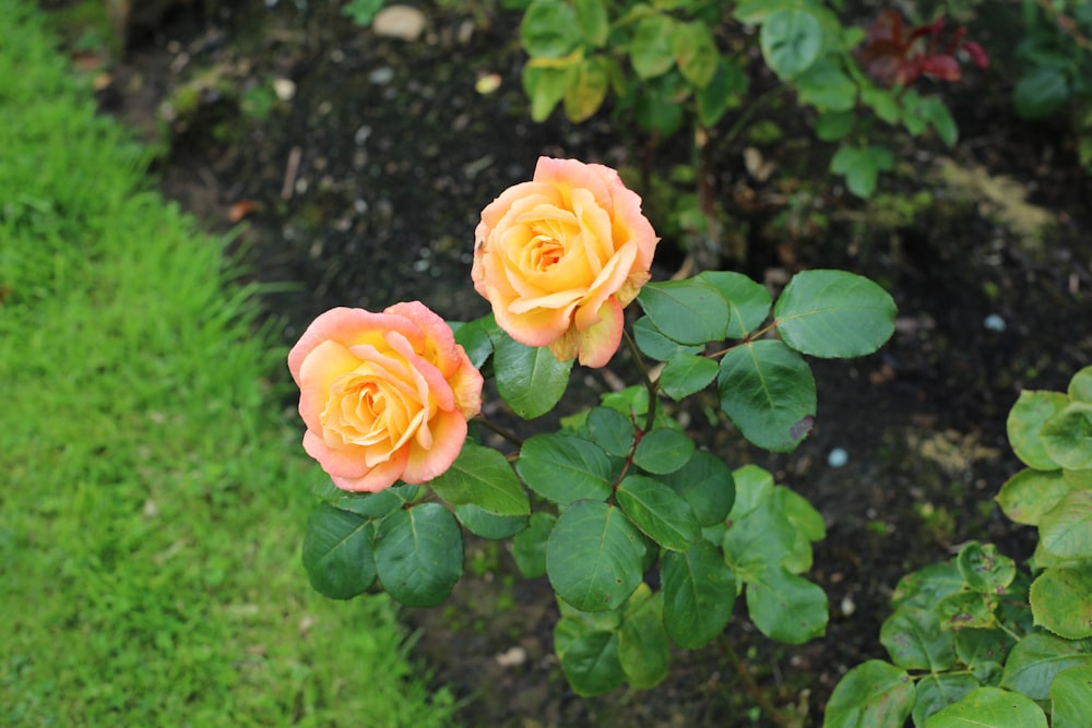 orange rose in bloom during daytime