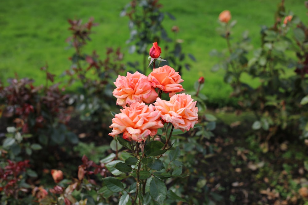 pink roses in bloom during daytime