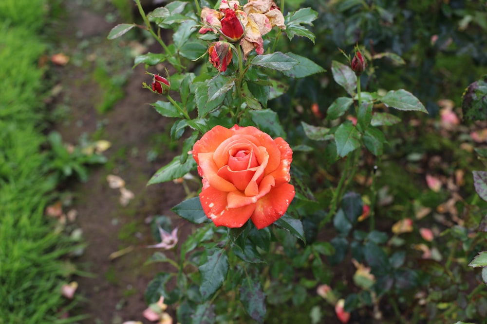 red rose in bloom during daytime