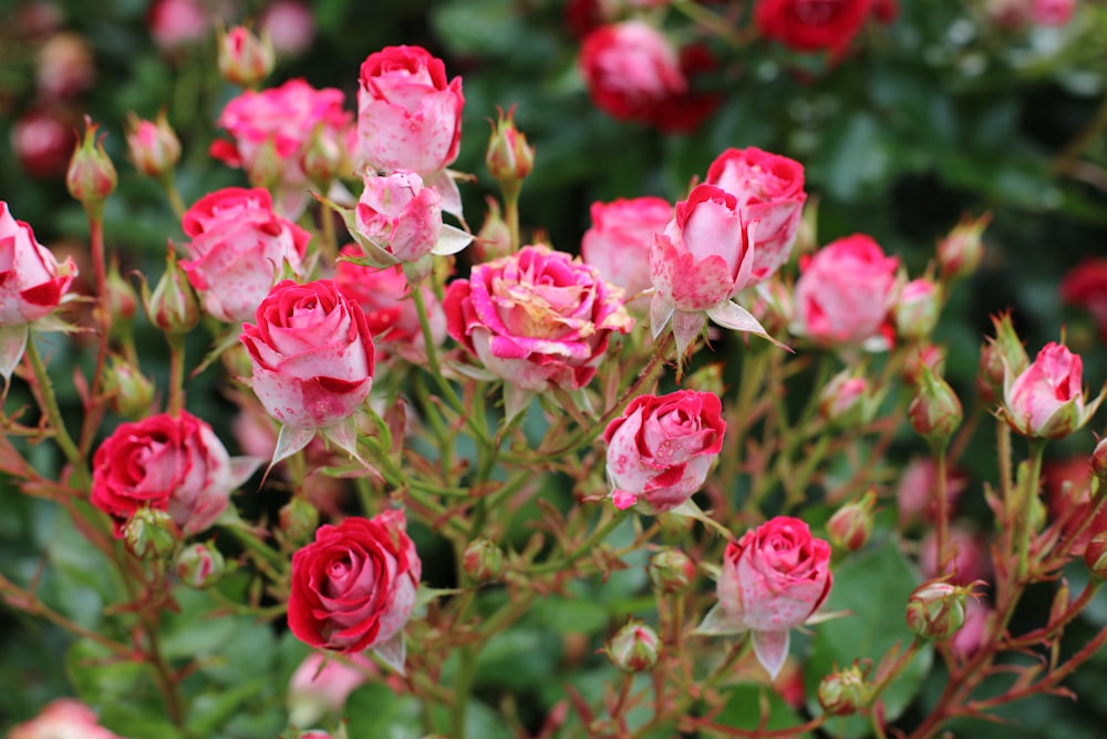 pink roses in bloom during daytime