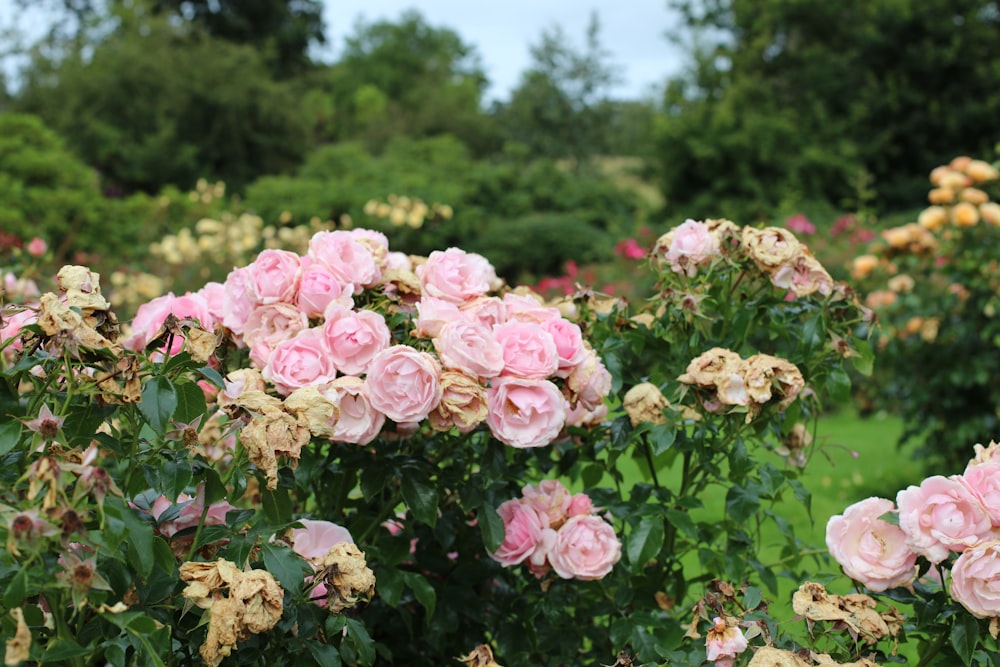 pink roses in bloom during daytime