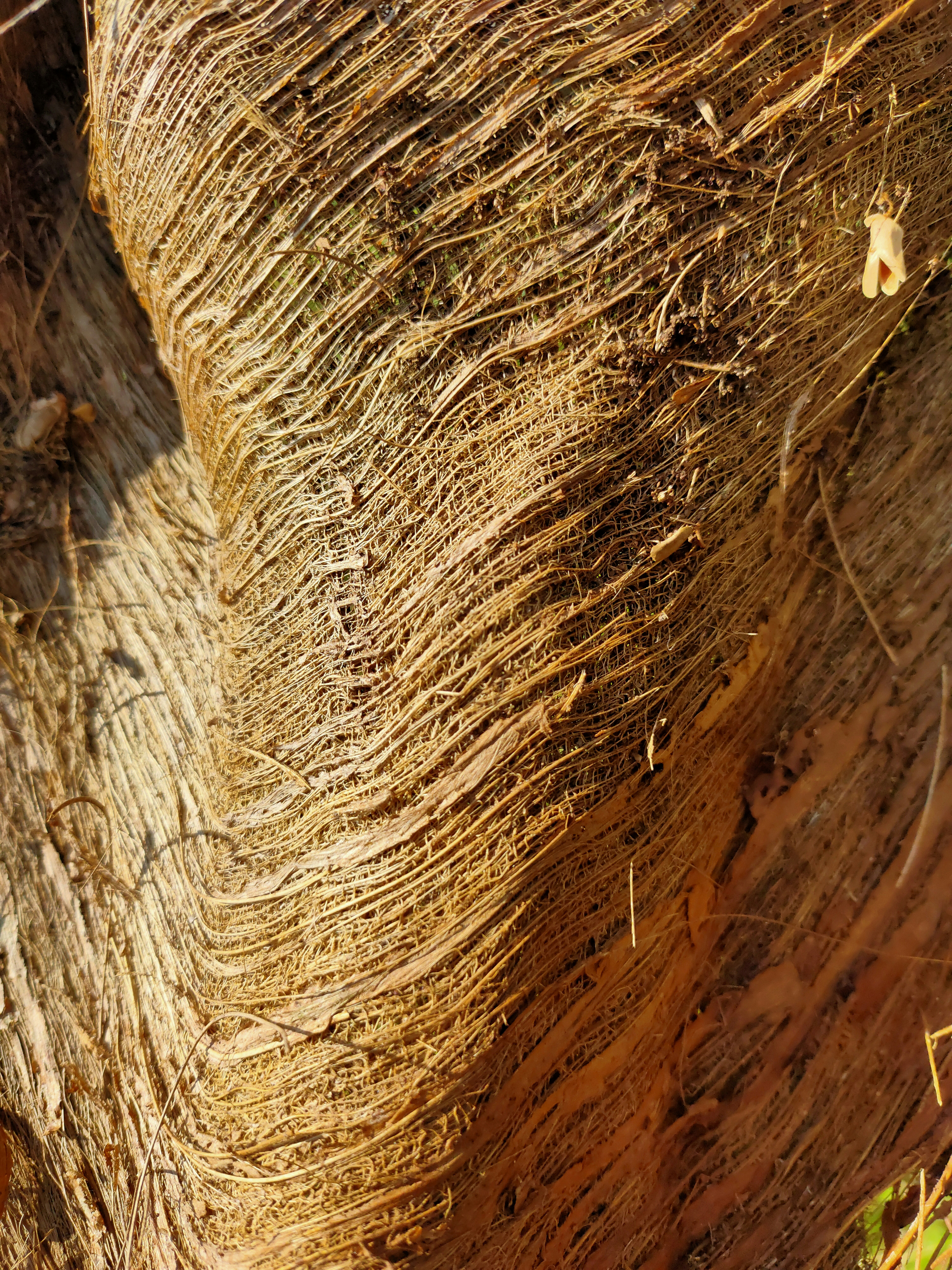 Sunlit Forest Lino Print