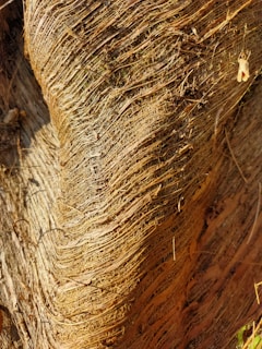 Close-up of vibrant red sandalwood tree bark glowing in sunlight