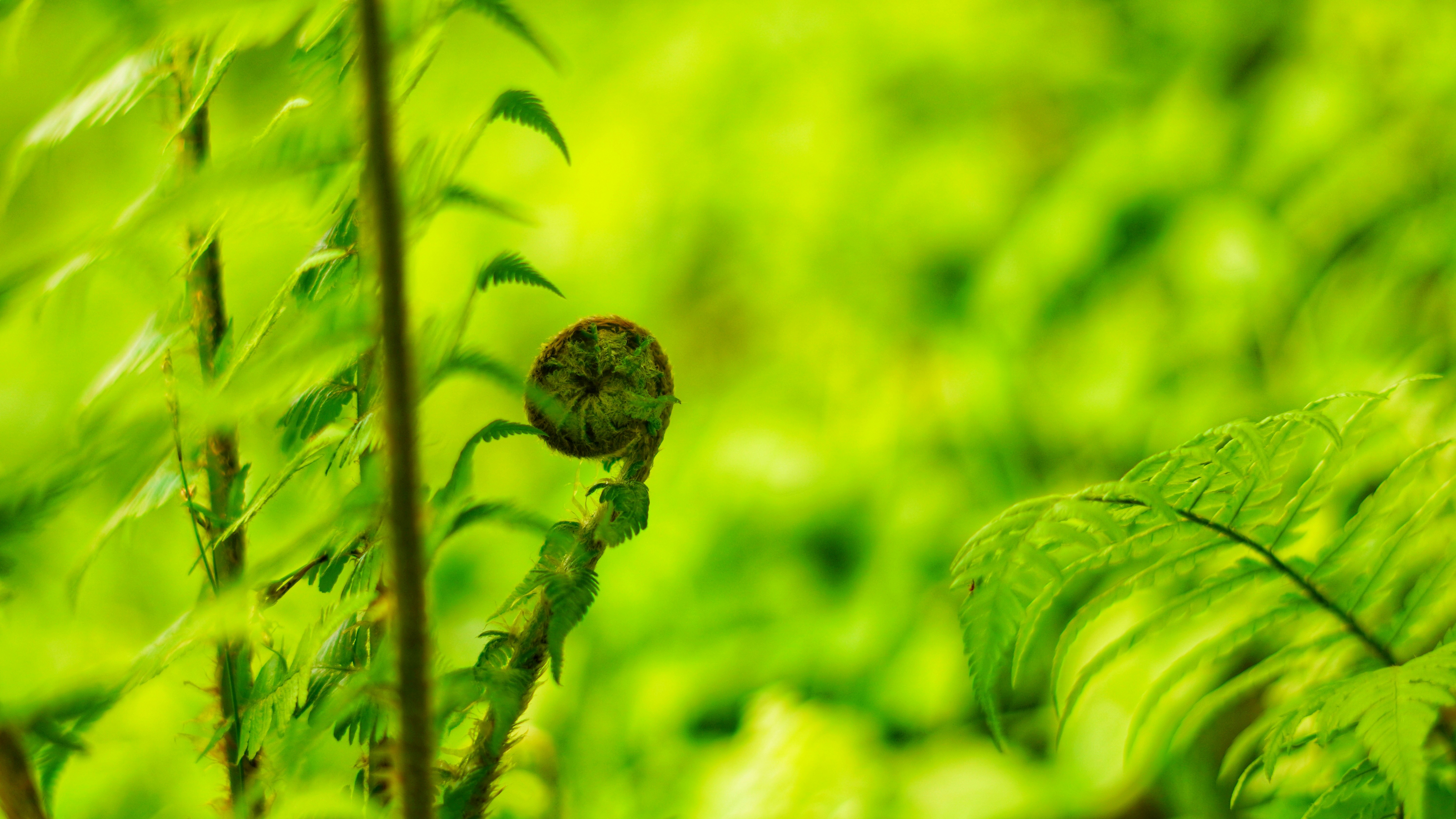 Photo by kohleggermichael