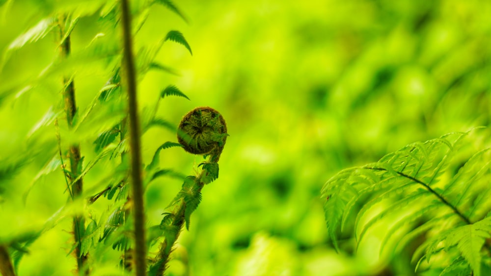 brown and green plant in close up photography