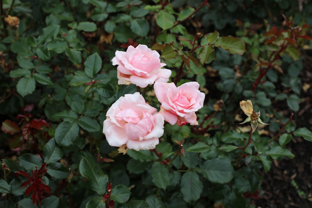 pink roses in bloom during daytime