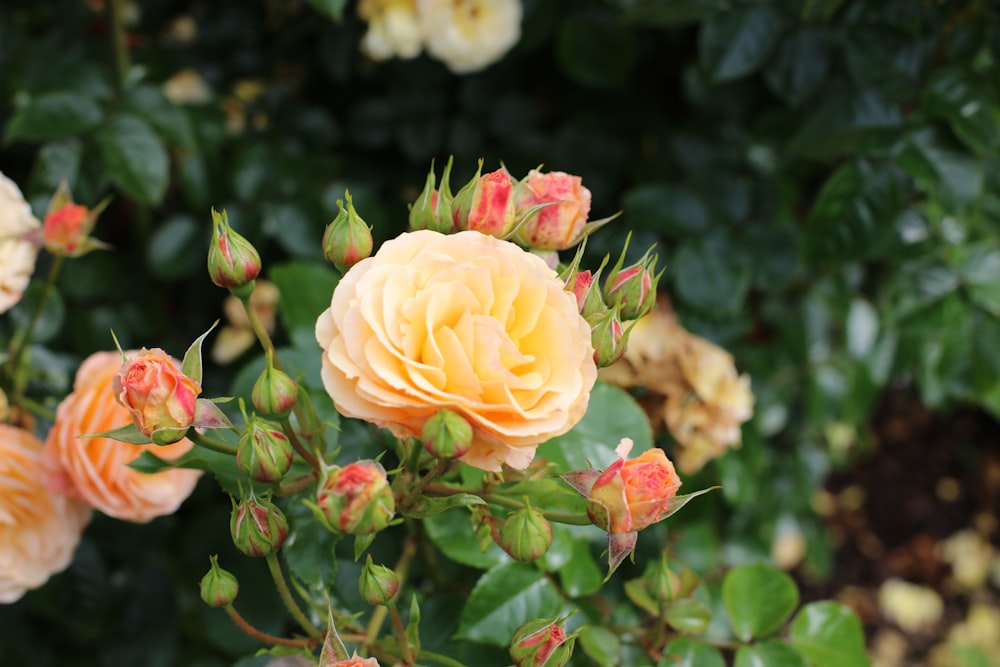 yellow rose in bloom during daytime