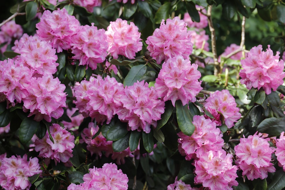 pink flowers with green leaves