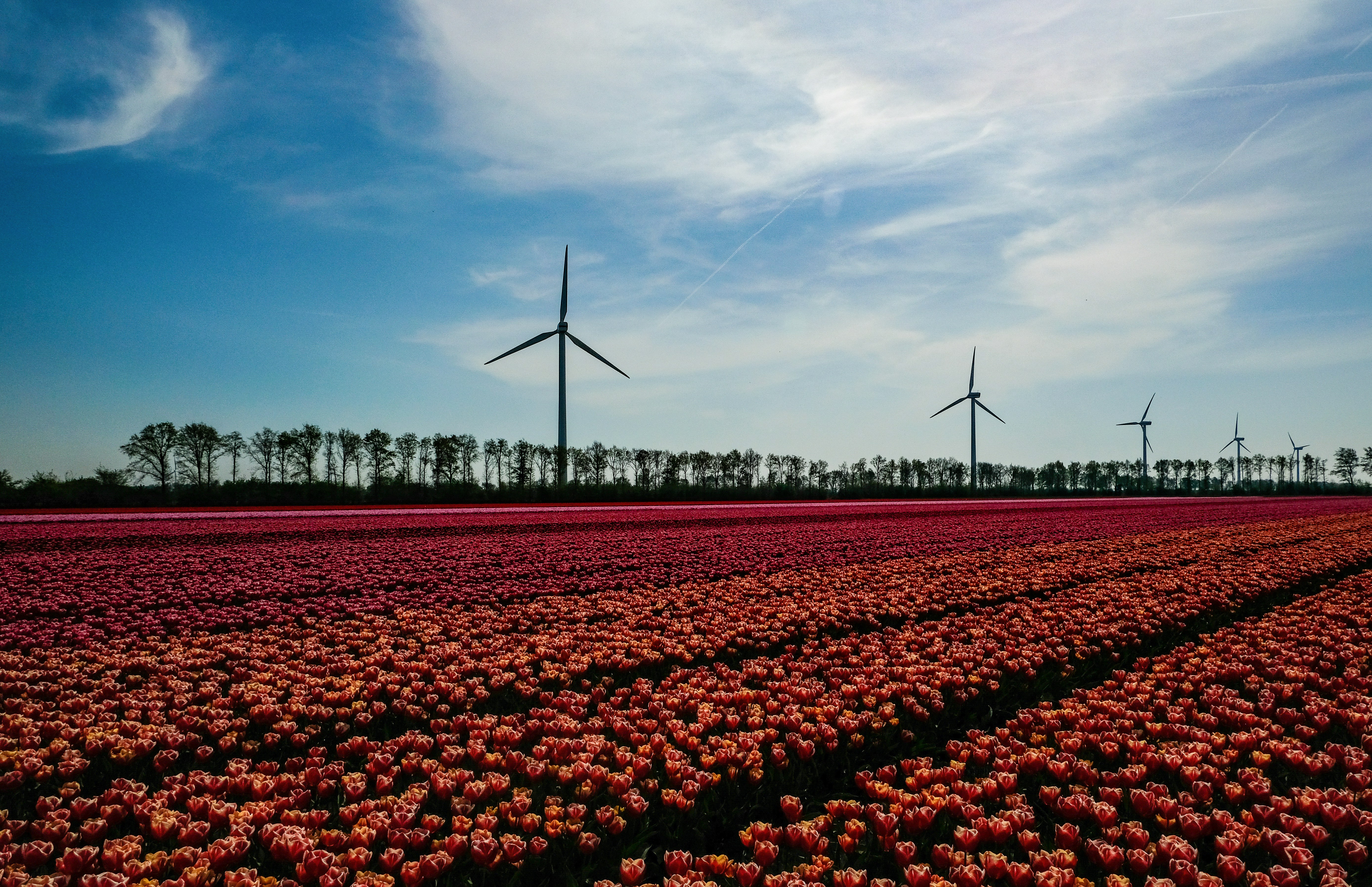 red flower field near wind turbines under blue sky during daytime