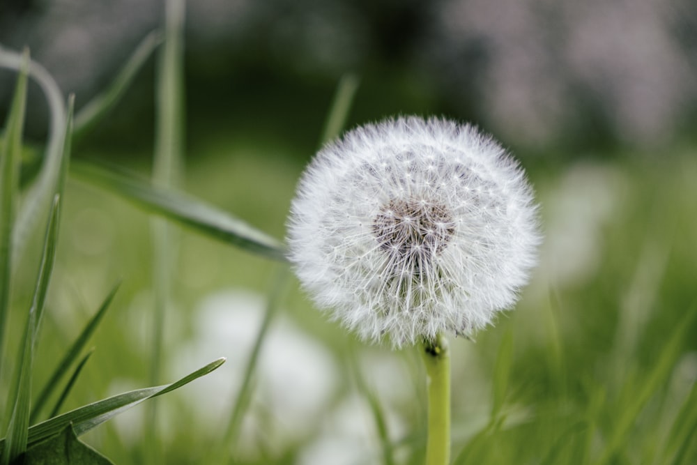 white dandelion in close up photography