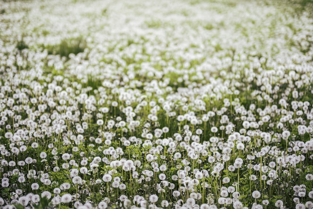 낮 동안 푸른 잔디밭에 흰 꽃