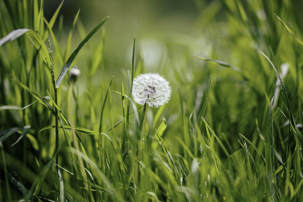 Diente de león blanco en fotografía de primer plano