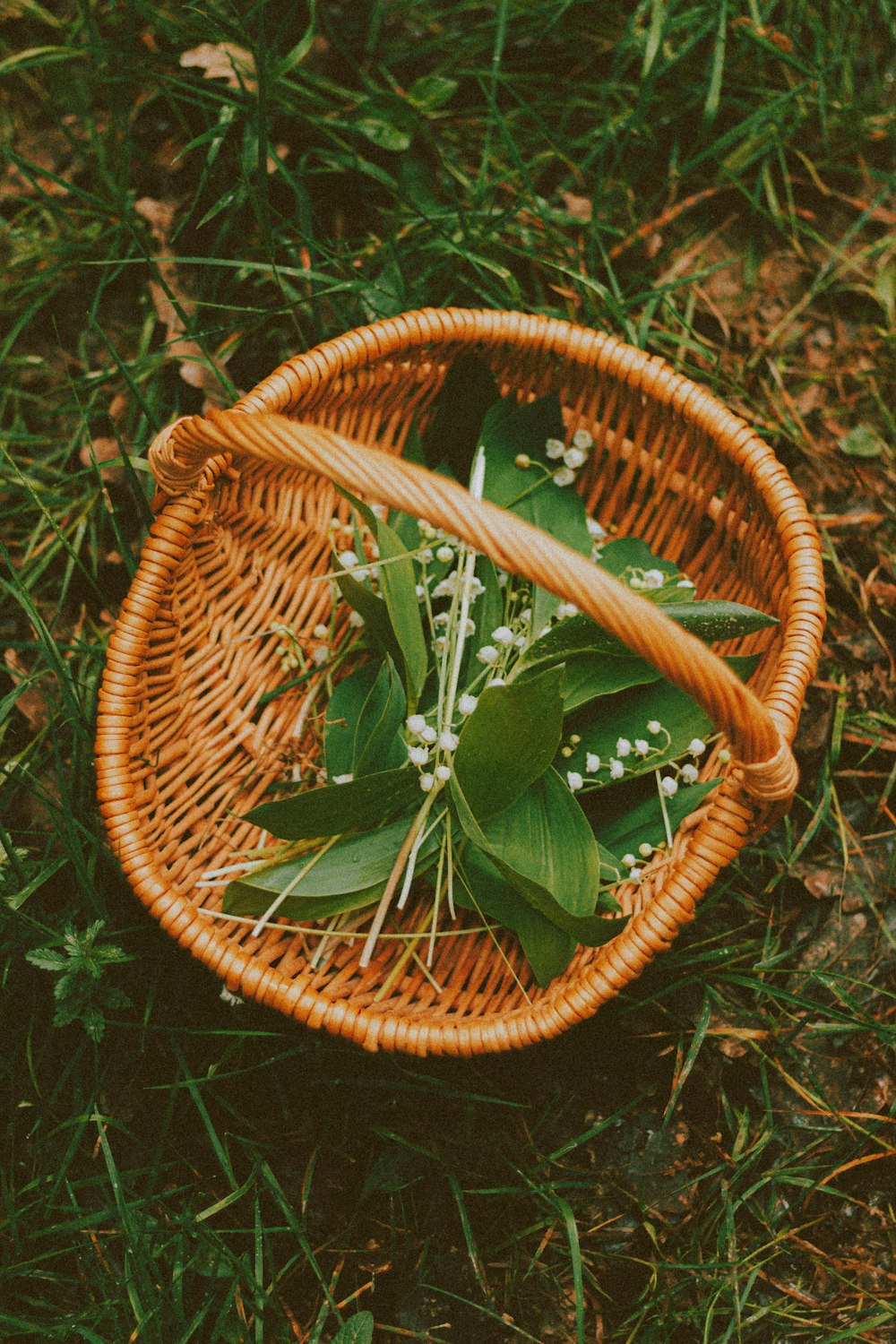 green leaves on brown woven basket