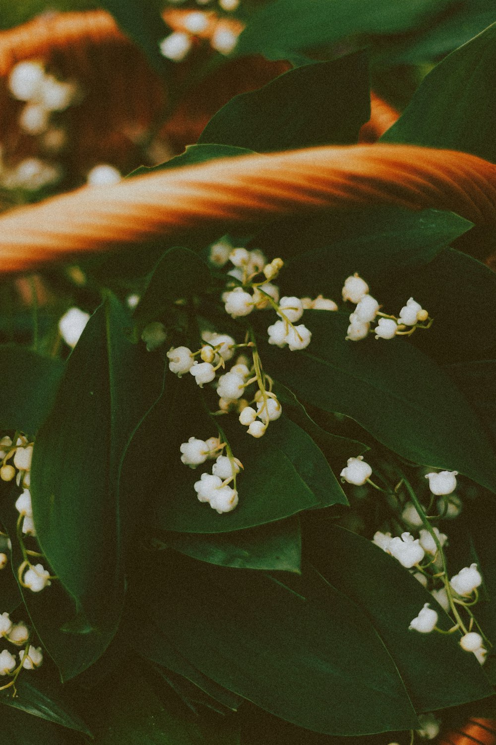 white flower with green leaves