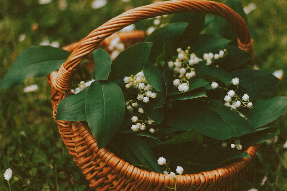 green plant on brown woven basket