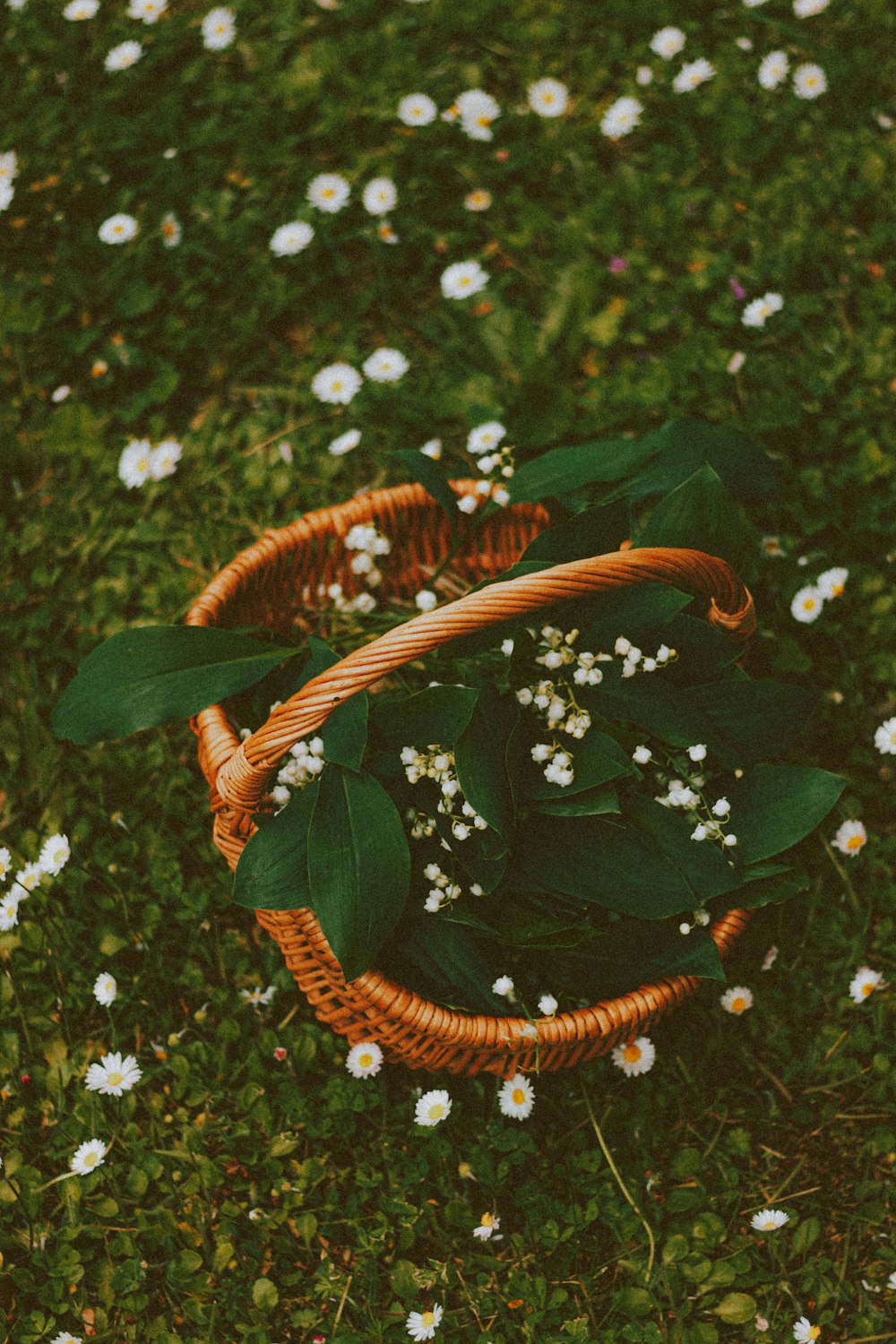brown and white rope on green grass