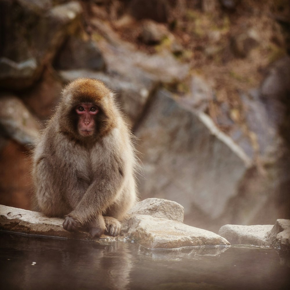 brown monkey sitting on brown rock during daytime