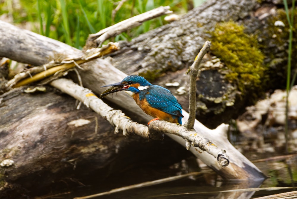 blue and brown bird on tree branch during daytime