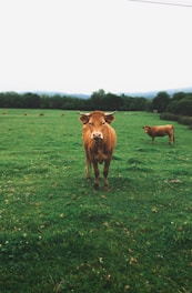 brown cow on green grass field during daytime