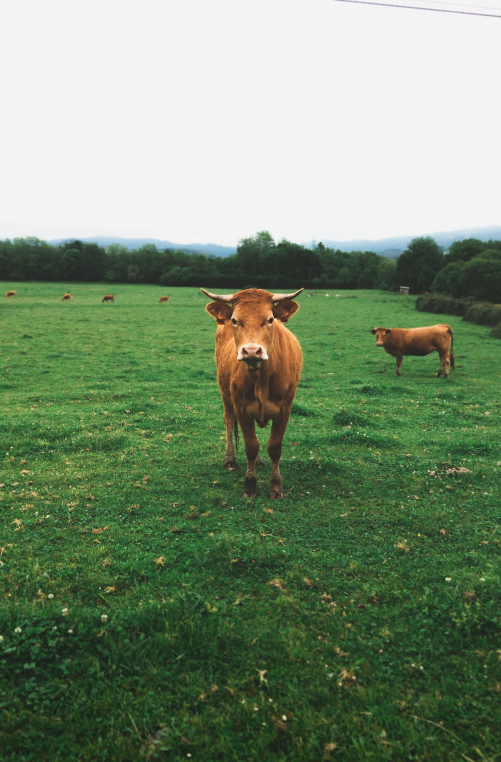 Vaca marrón en un campo de hierba verde durante el día