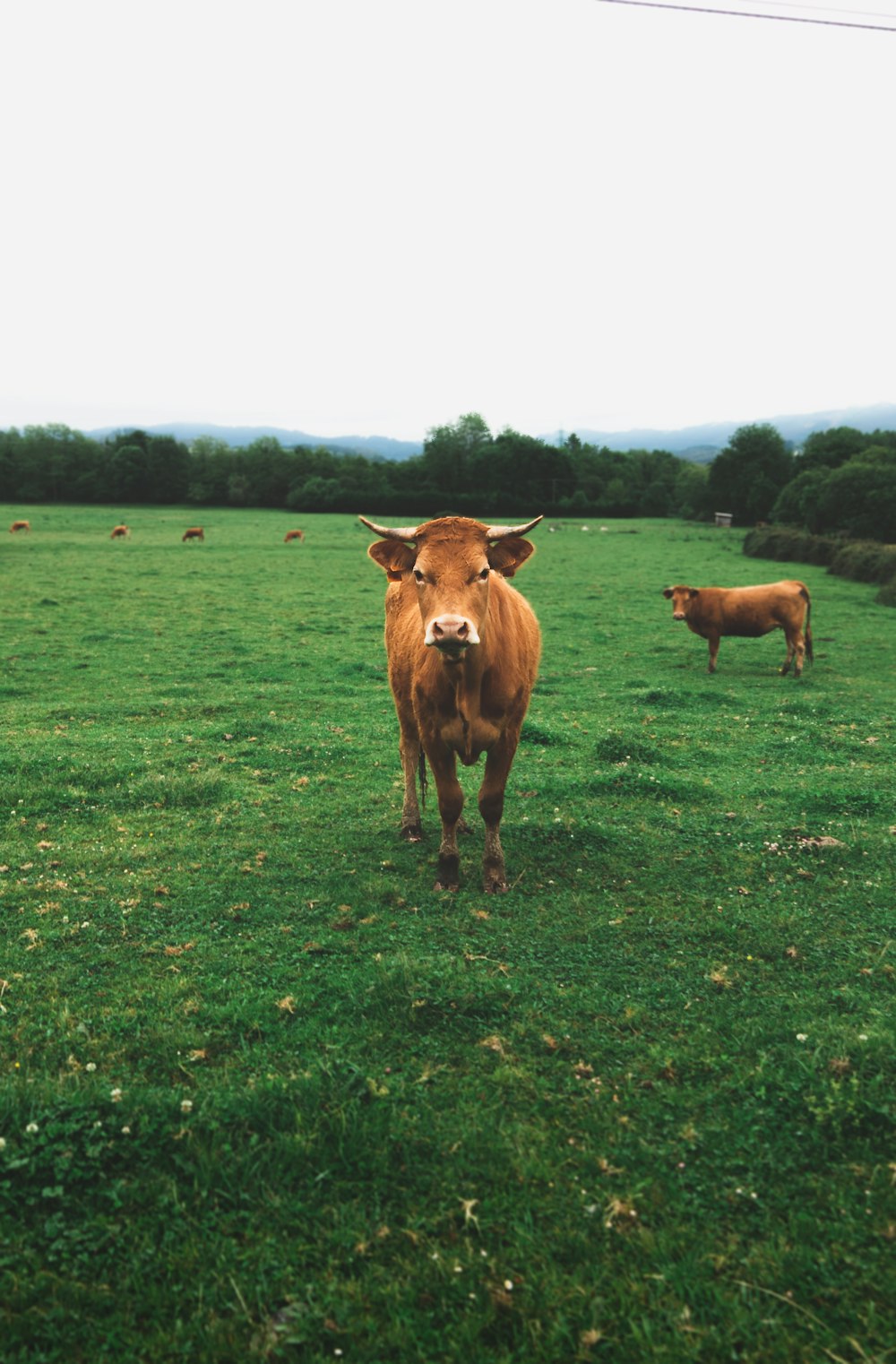 Mucca marrone sul campo di erba verde durante il giorno