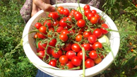 A local farmer proudly holding a basket of freshly picked organic tomatoes.