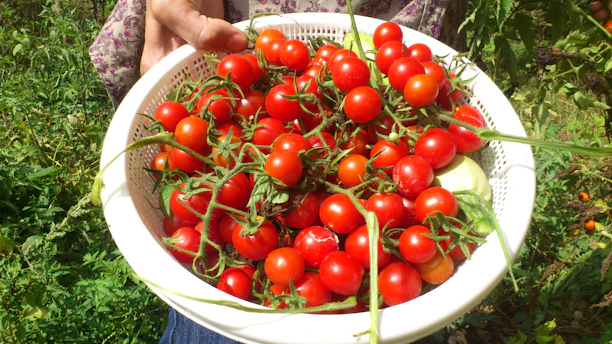 A cheerful customer holding a basket overflowing with fresh tomatoes, smiling in a sunny garden.