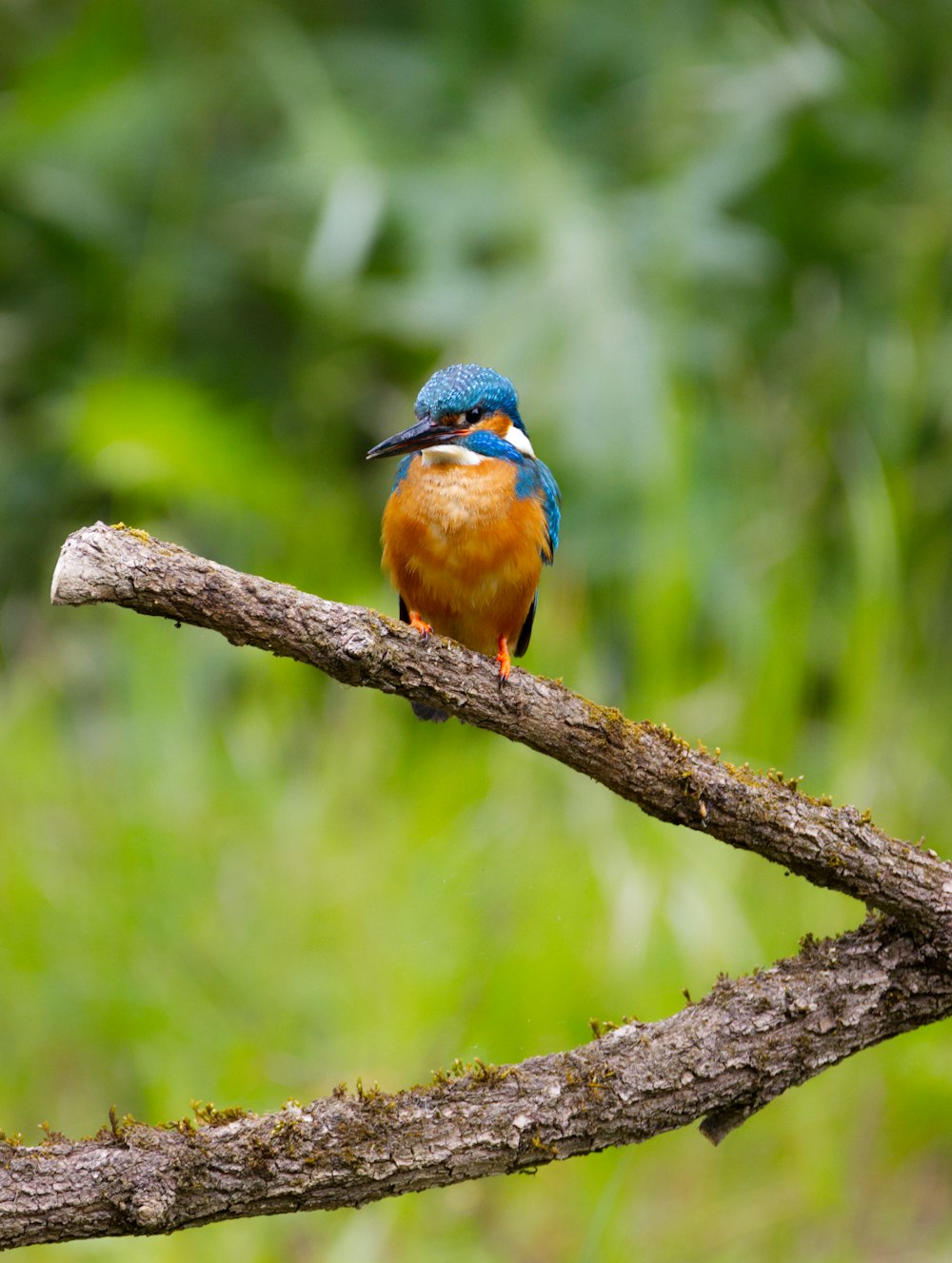 blue and brown bird on brown tree branch during daytime