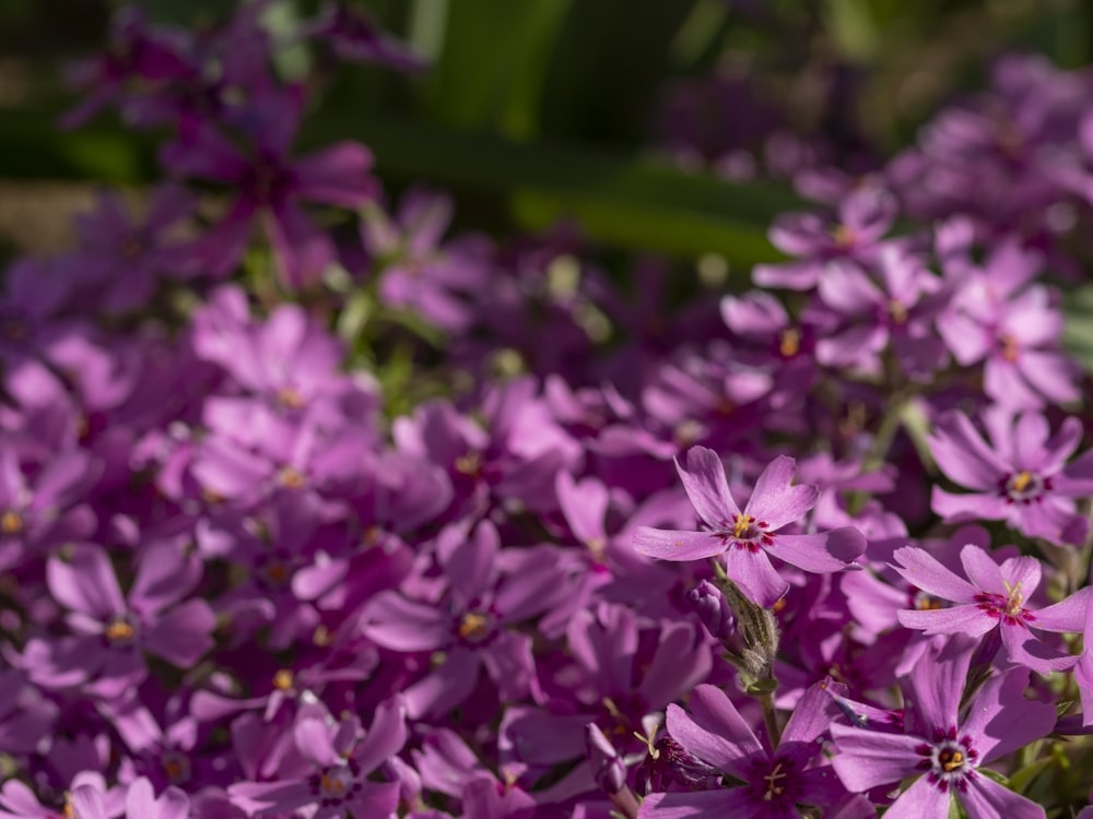 pink flowers in tilt shift lens