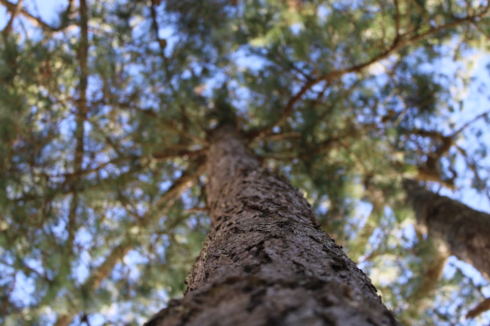 brown tree trunk during daytime