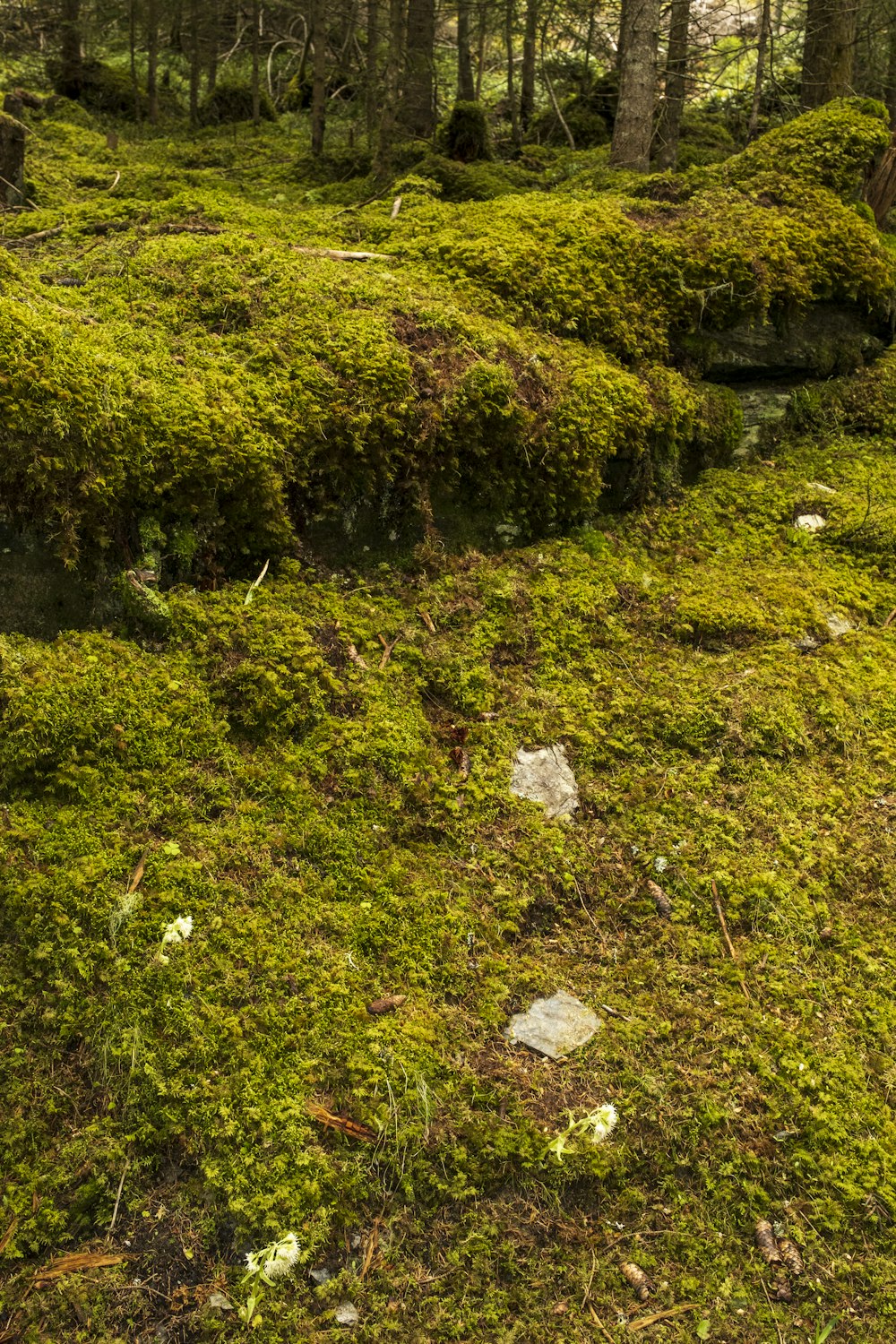 green grass field during daytime