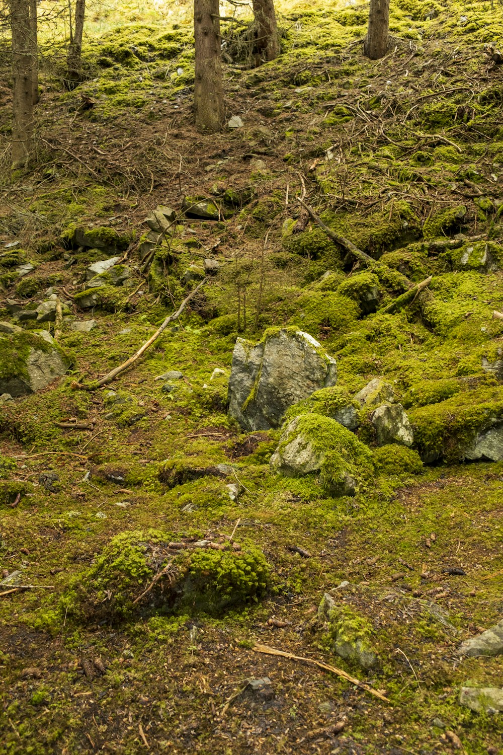 green moss on gray rocks