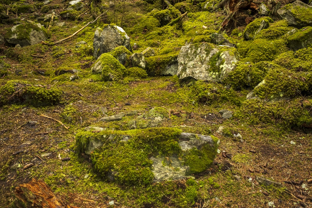 gray and green rock formation