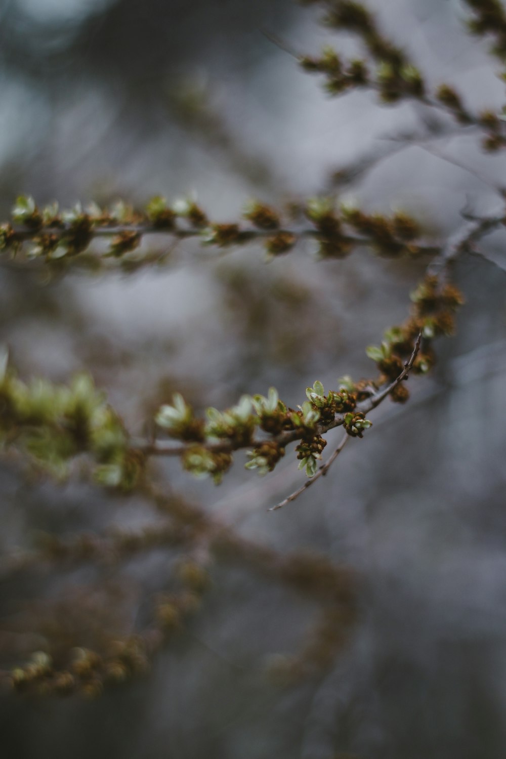 green and brown plant in tilt shift lens