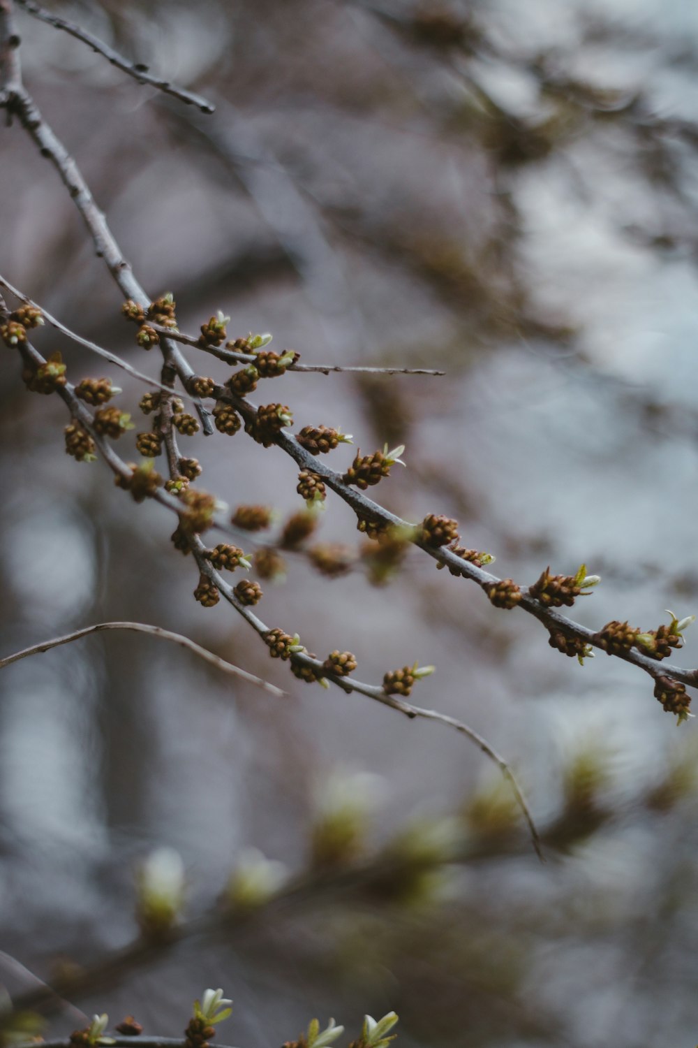 brown and green plant in tilt shift lens