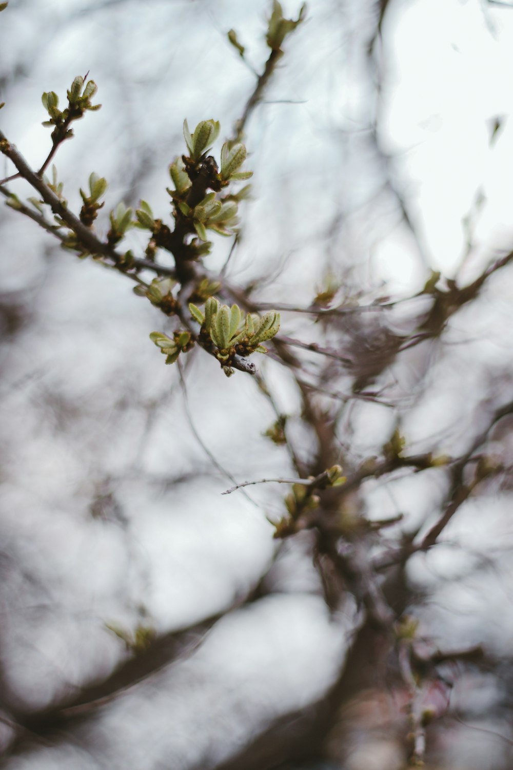 green leaf tree in close up photography